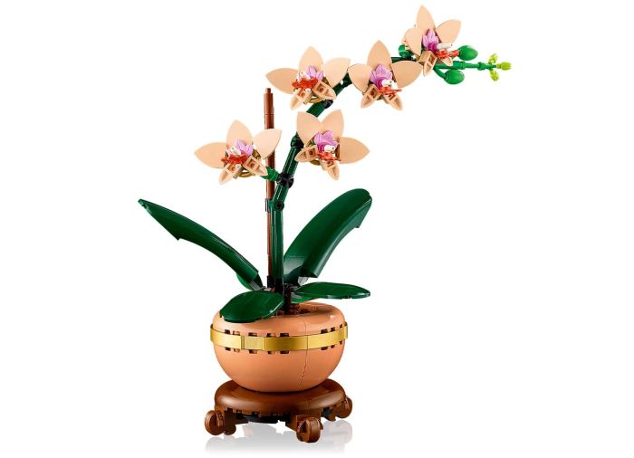 Mini Orchid