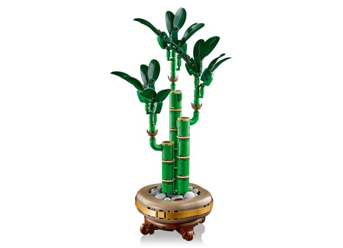 Lucky Bamboo