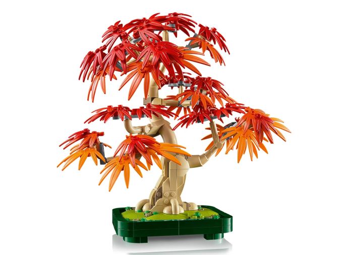 Japanese Red Maple Bonsai Tree
