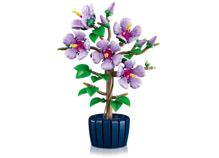 Hibiscus