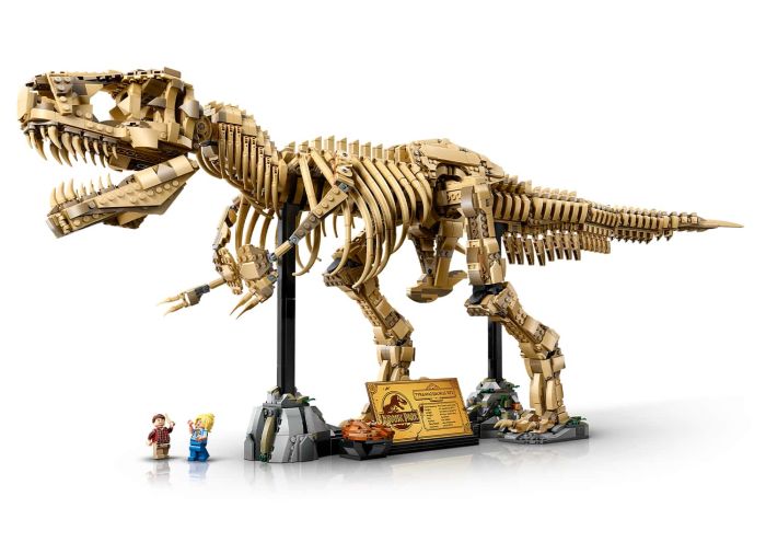 Dinosaur Fossils: Tyrannosaurus rex
