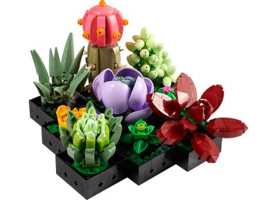 Succulents