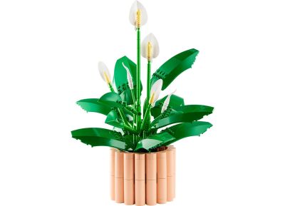 Peace Lily